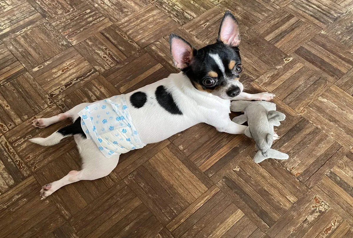 Dog Diapers Guide: Types, Uses, and Care Tips