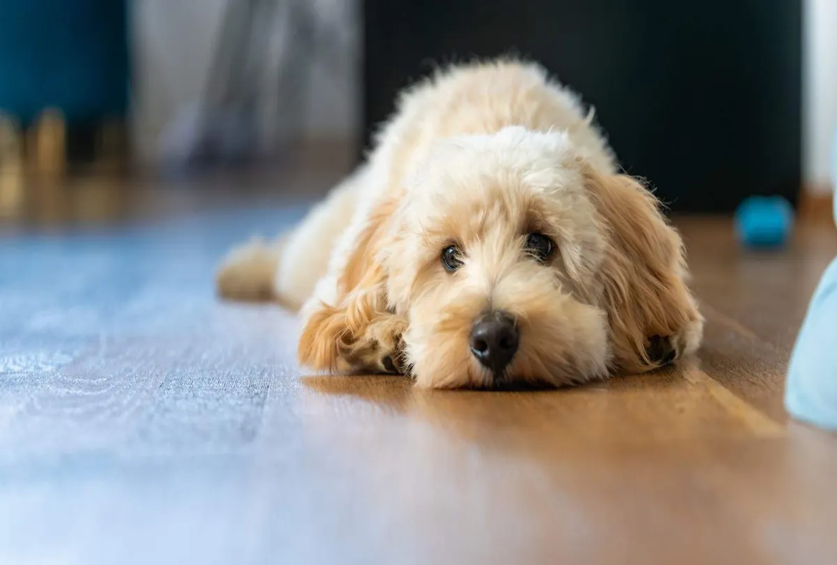 Dog Sighing: Harmless Habit or Hidden Signal?