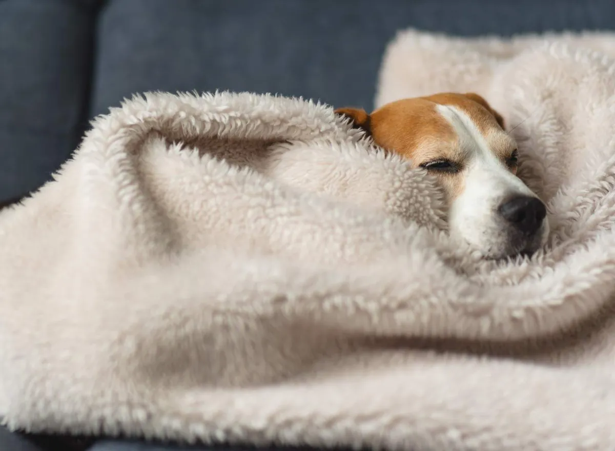 7 Signs Your Dog Is Cold and How to Help