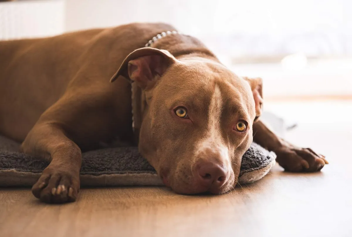 Dog Sighing: Harmless Habit or Hidden Signal?