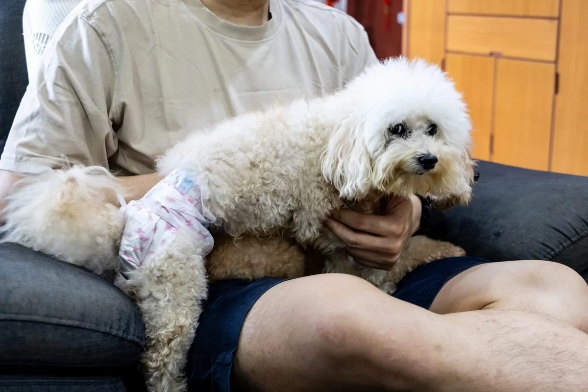 White fluffy dog wearing a pink reusable diaper being held by a person