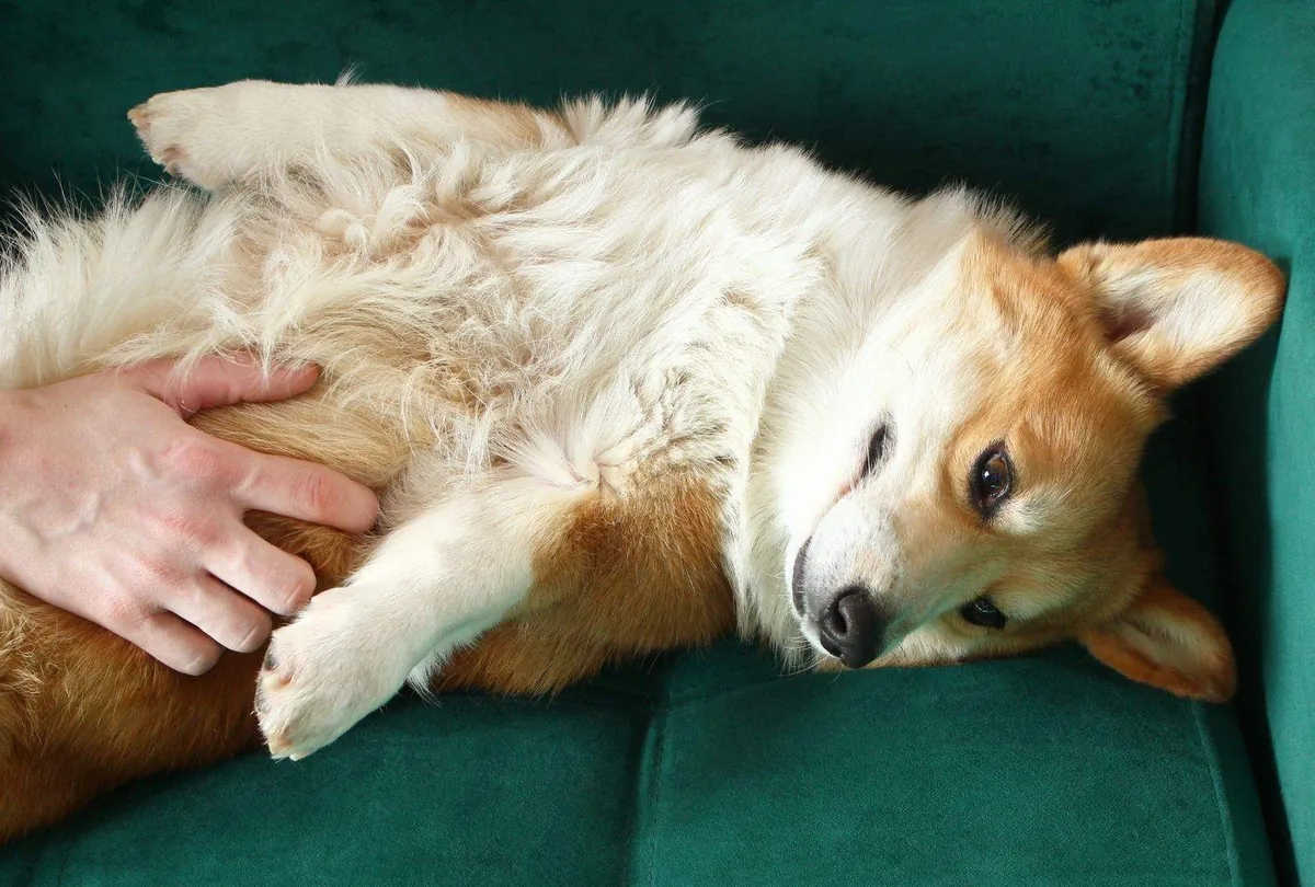Tan and cream Corgi relaxing on a green couch while being petted
