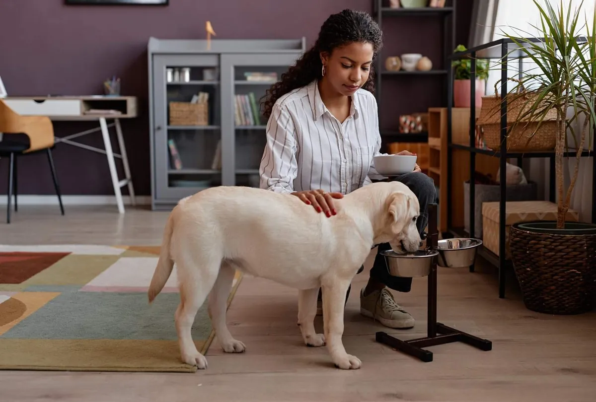 Woman petting a white Labrador eating from food bowls at home