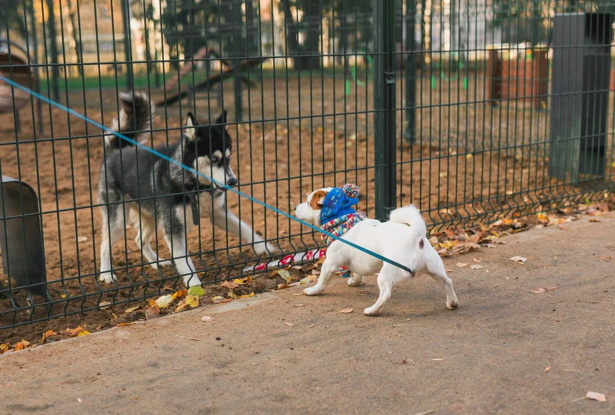 Dog Bullying Behavior: Causes, Signs, and Training Solutions