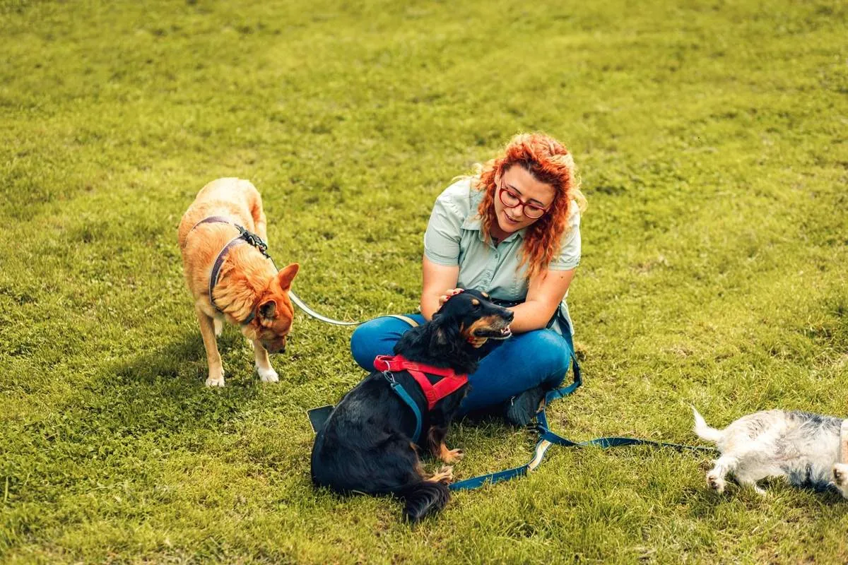Female dog walker sitting with brown, black, and white dogs in a park