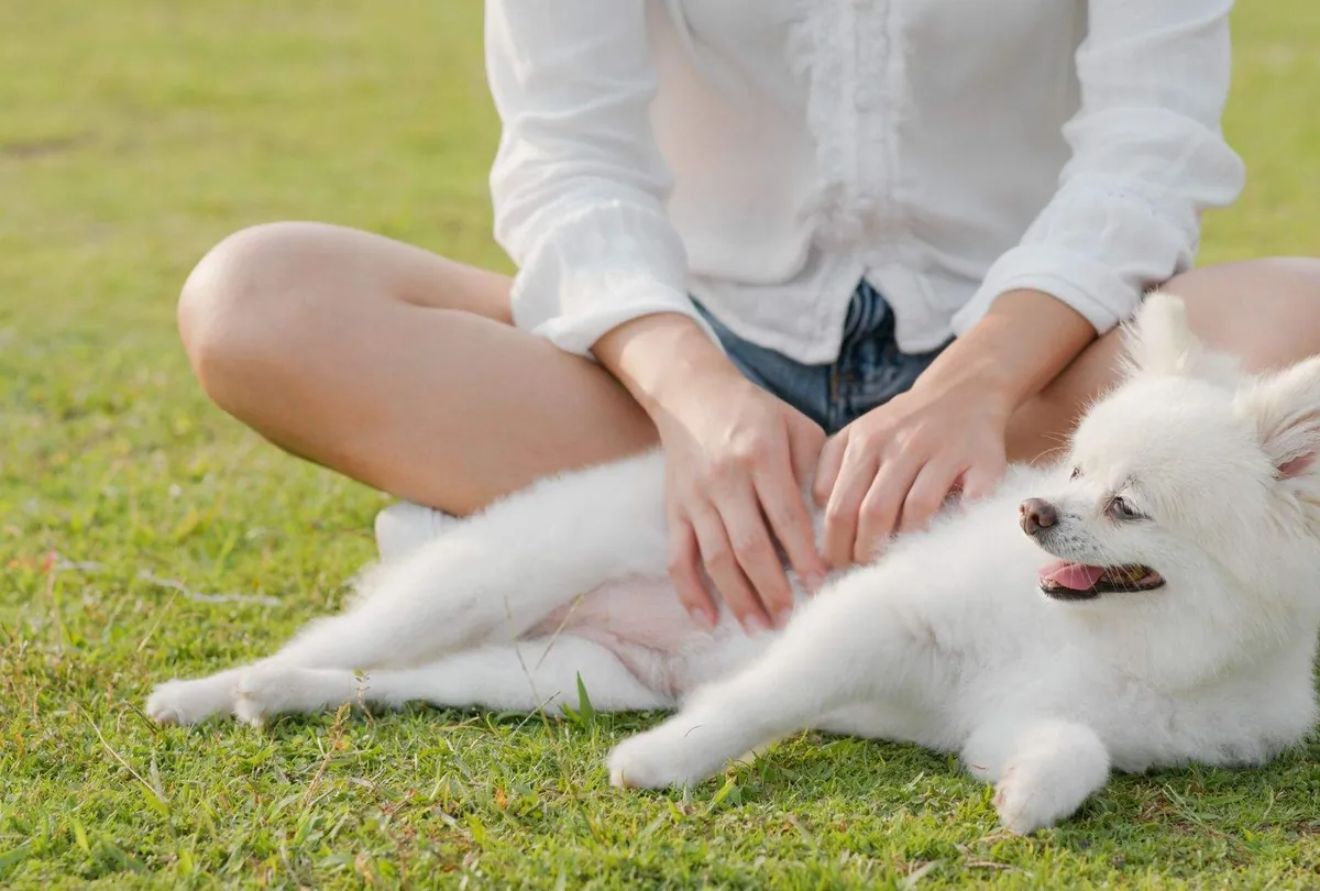 Why Do Dogs Like Belly Rubs? What It Really Means