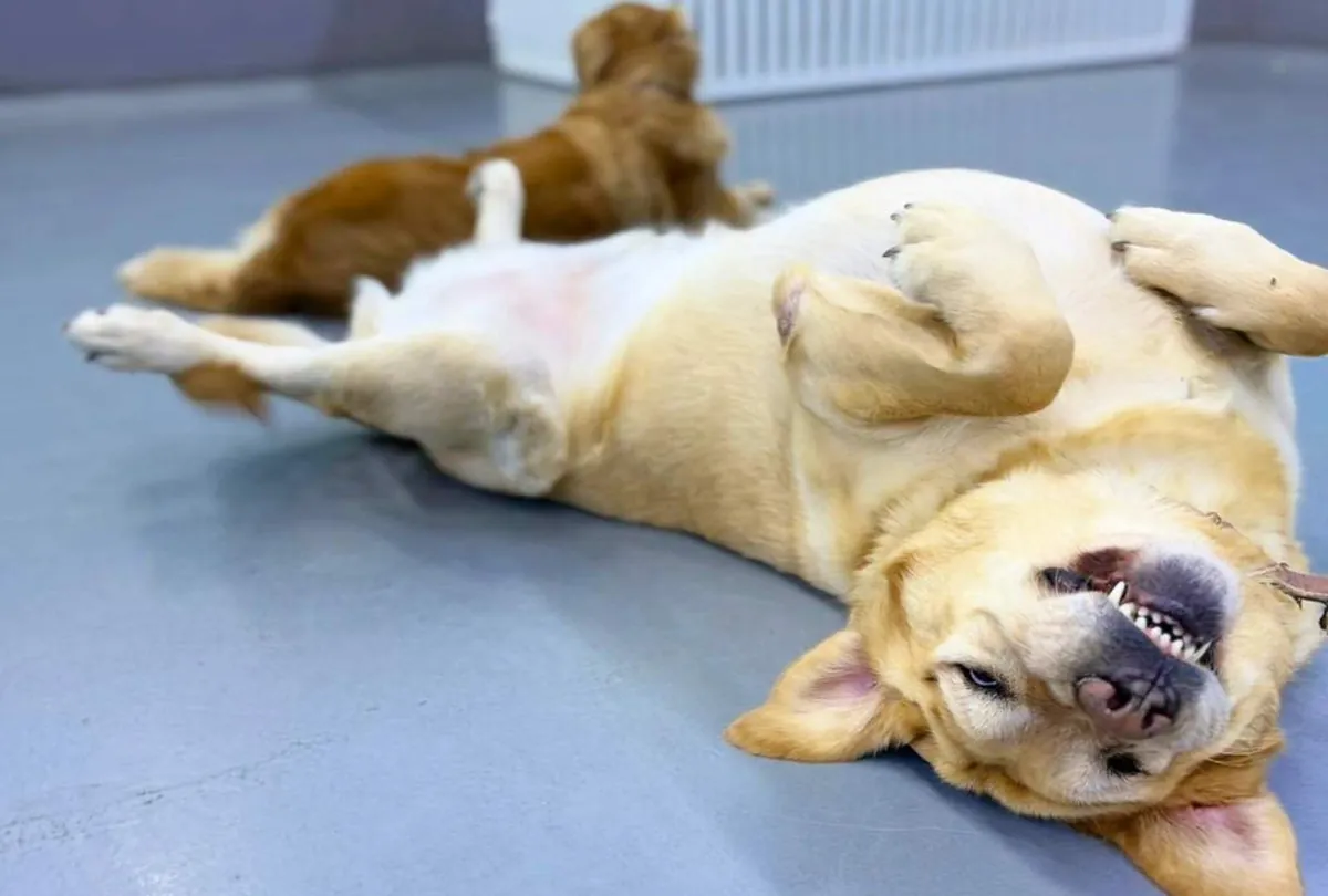 Dog enjoys daycare