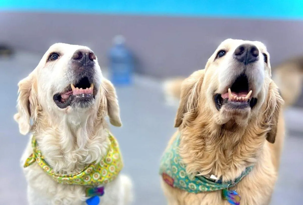 8 Signs Your Dog Enjoys Daycare (or Needs a Break)
