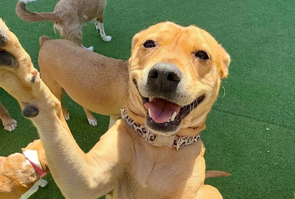 8 Signs Your Dog Enjoys Daycare (or Needs a Break)