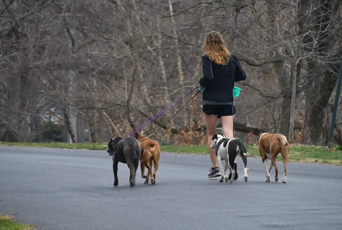 Best Time to Walk Your Dog: Morning vs Evening for Health & Safety