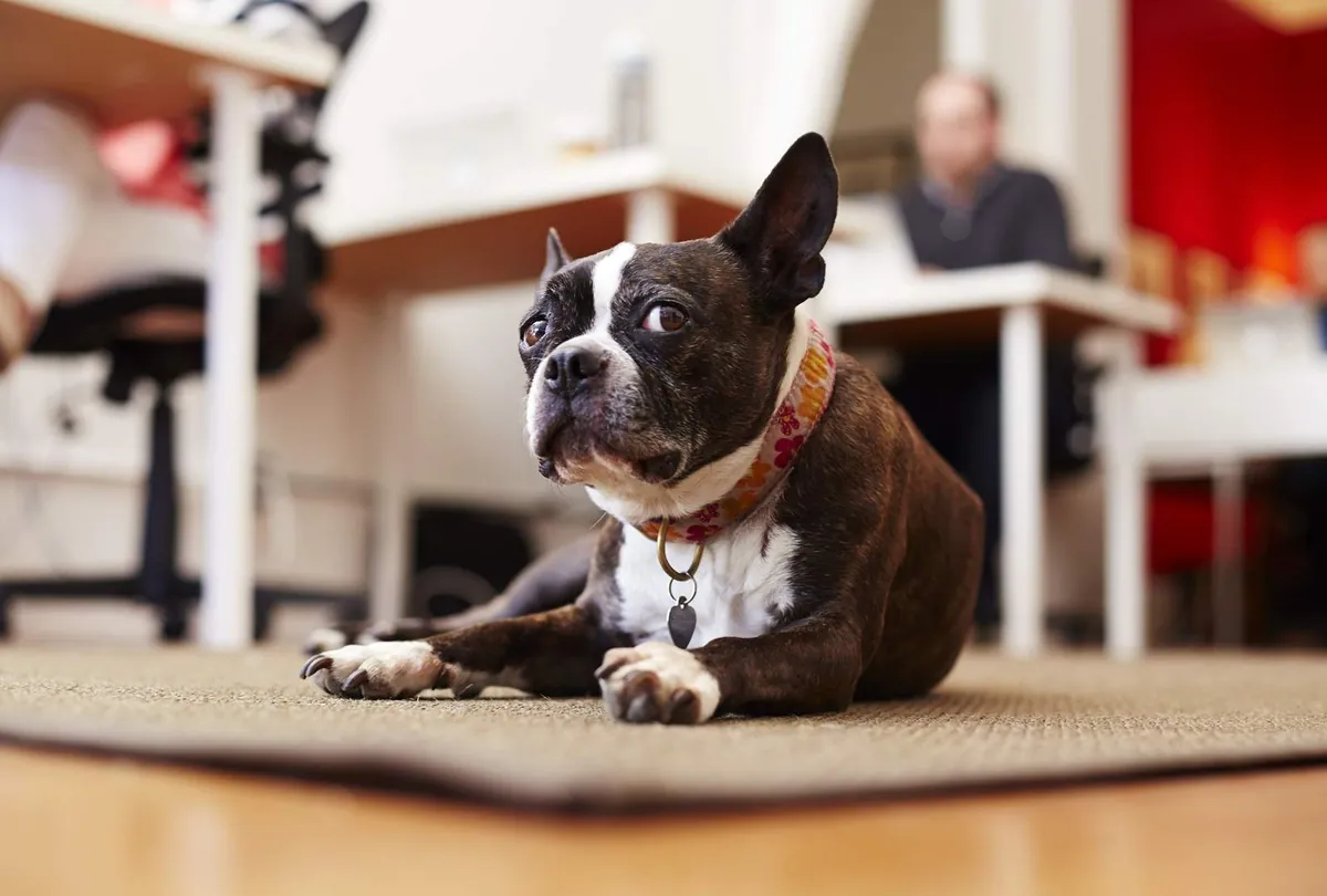 Black and white Boston Terrier lying on office rug with collar and tag