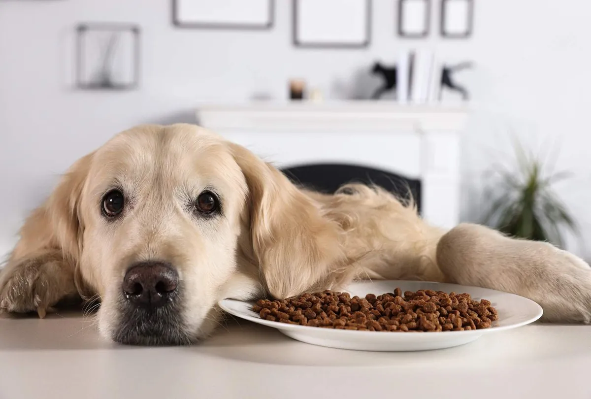 Do Dogs Eat Less During Hot Weather?