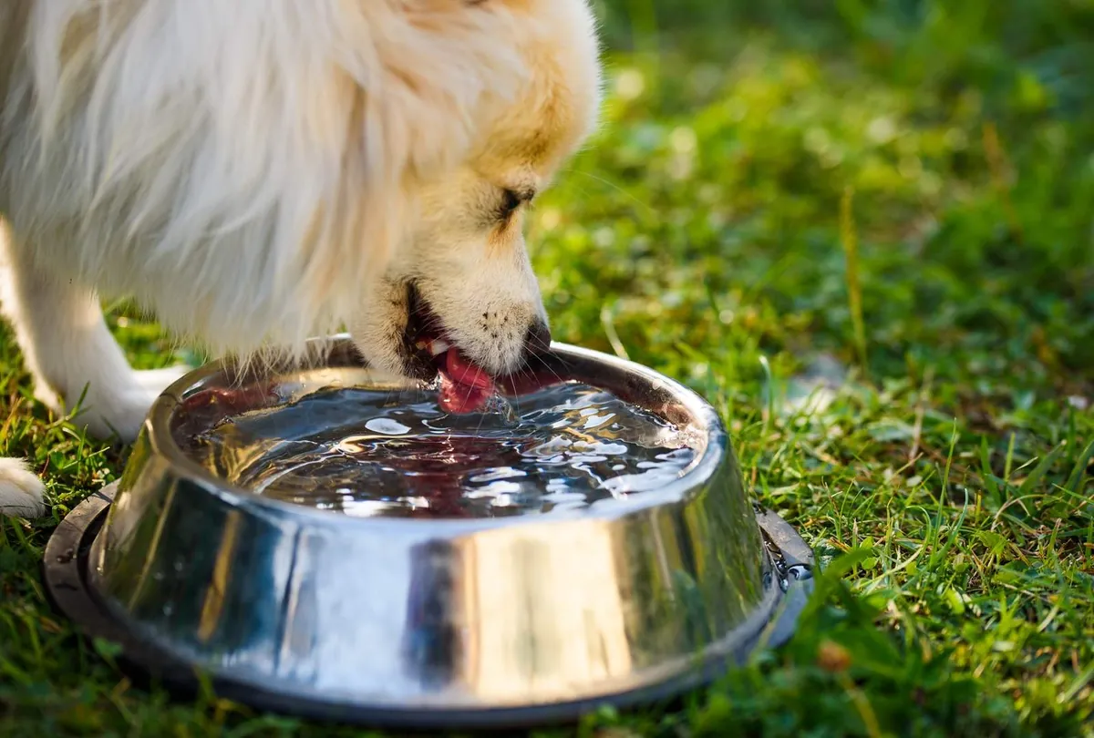 Cream Labrador drinking from a metal water bowl in green grass
