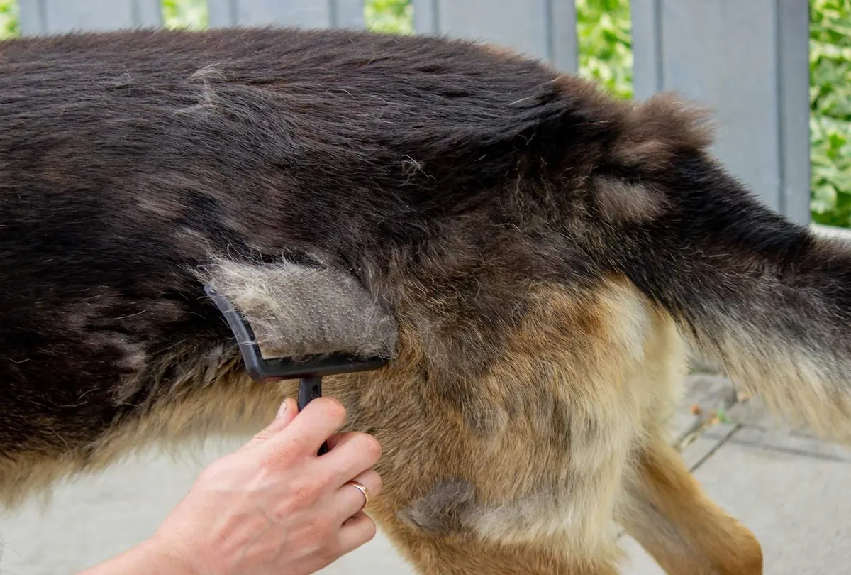 Summer Dog Grooming Tips by Dog House Dubai