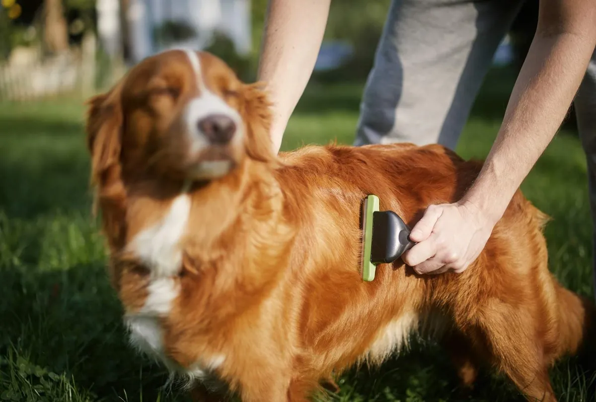 Summer Dog Grooming Tips by Dog House Dubai