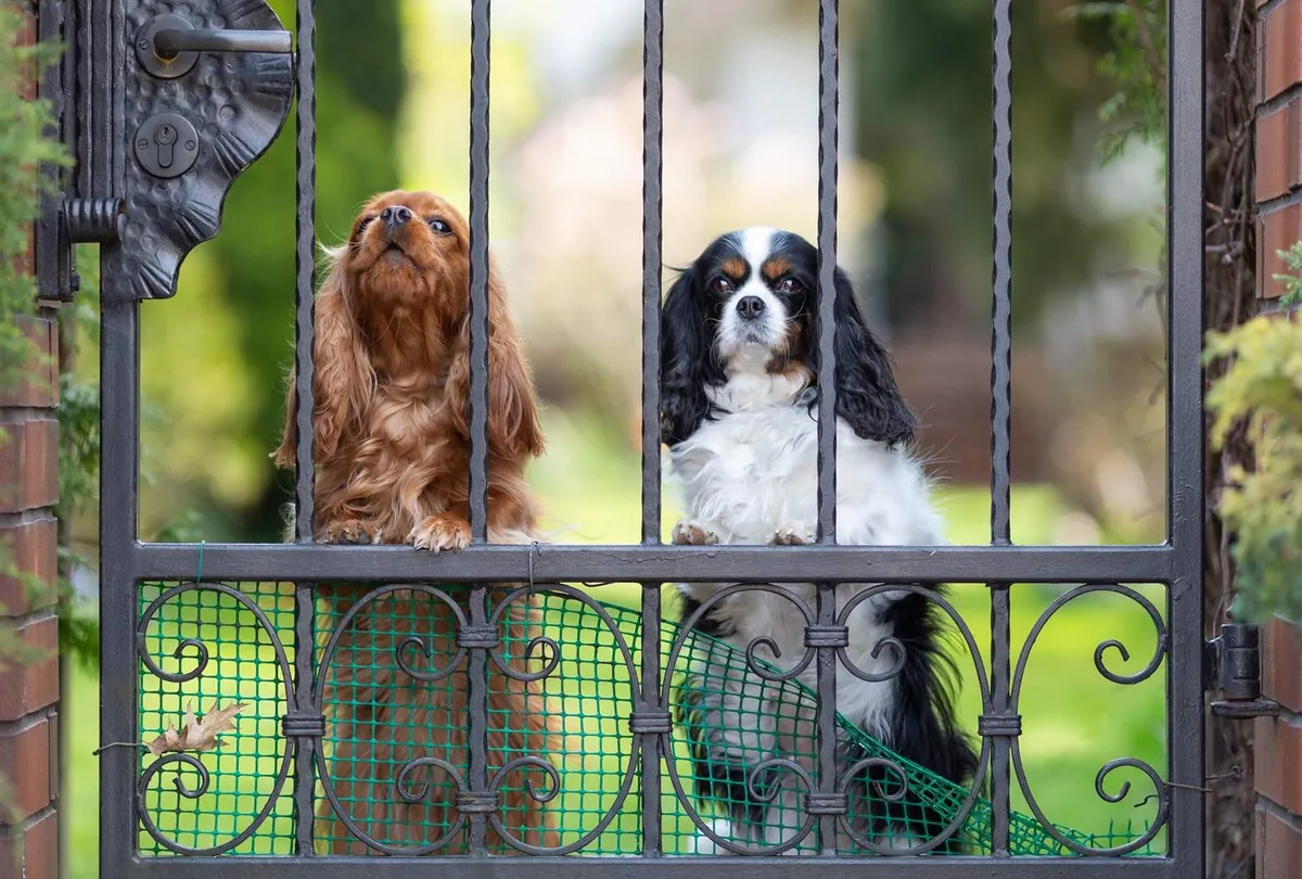 Separation Anxiety in Dogs: Signs, Causes, and How to Help