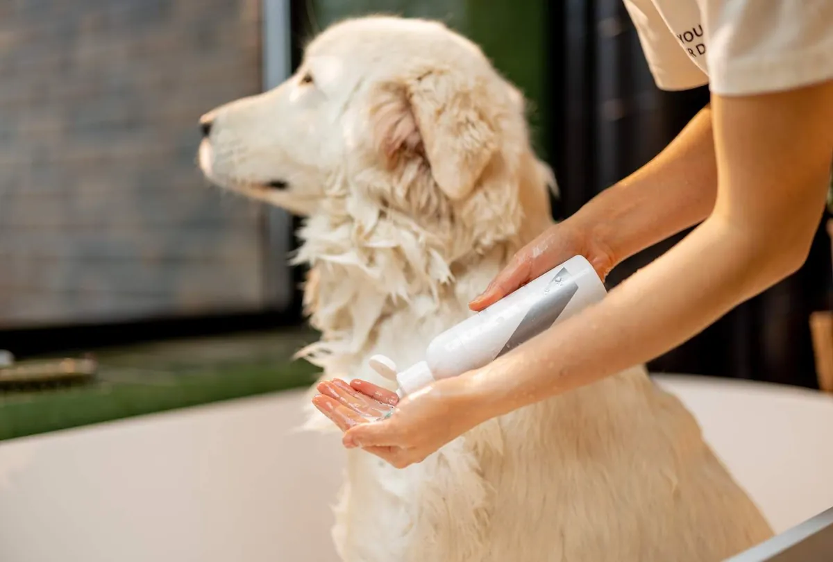 Summer Dog Grooming Tips by Dog House Dubai
