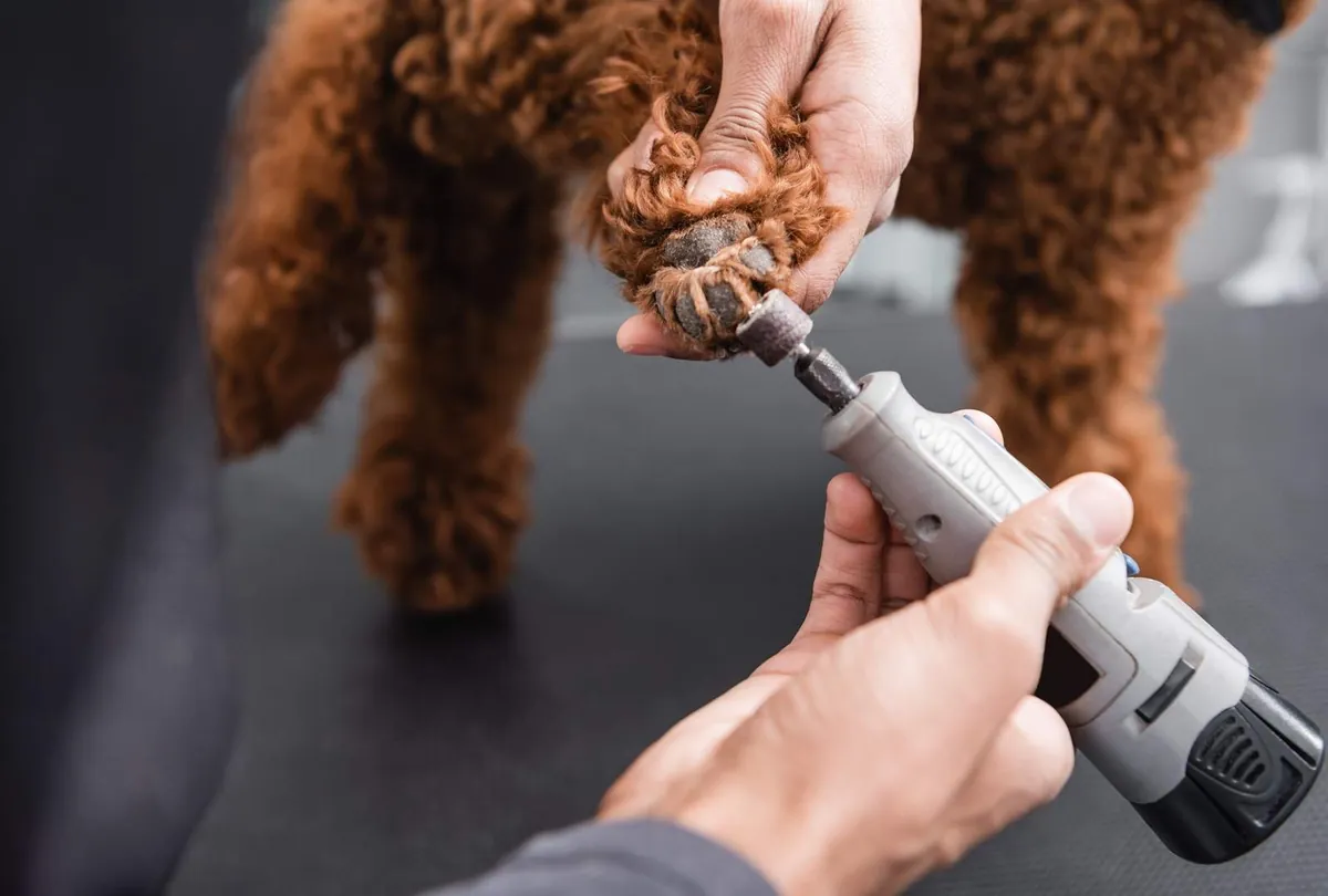 Summer Dog Grooming Tips by Dog House Dubai