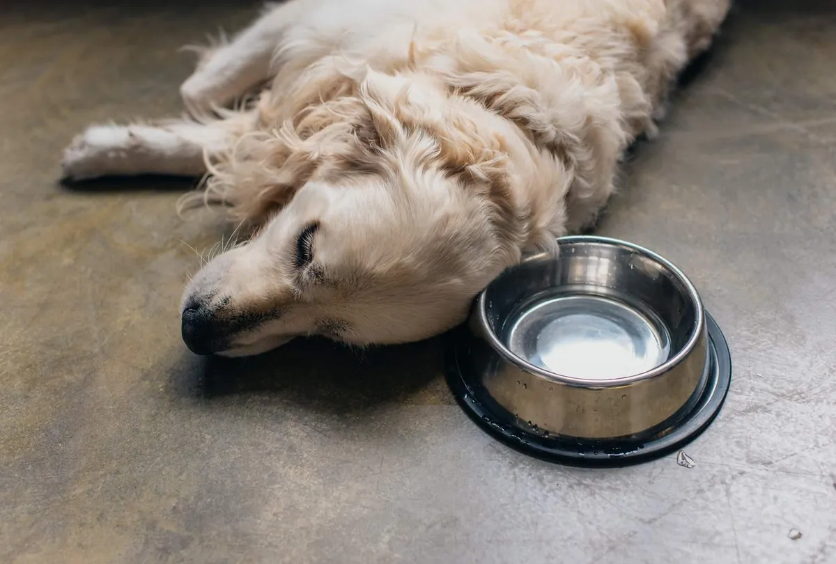 Cream Labrador resting on floor next to a metal water bowl with milk