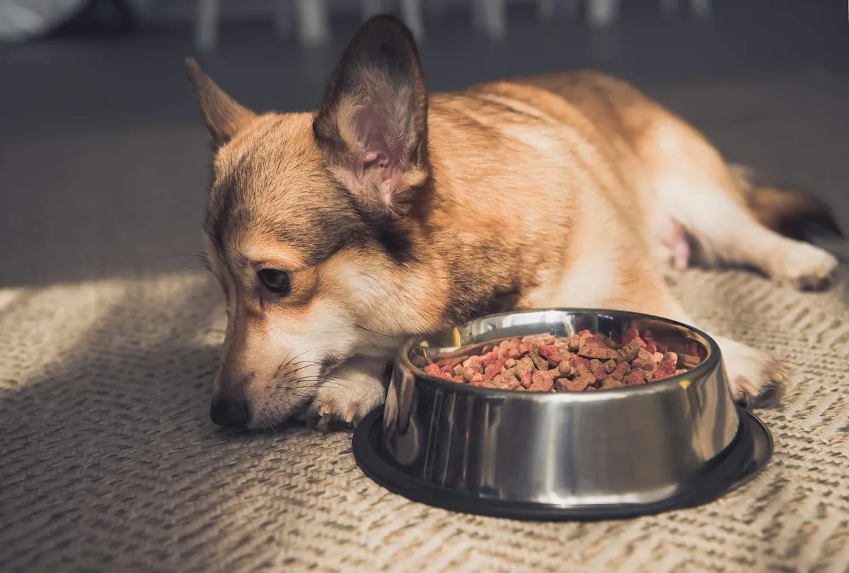 Tan and black Corgi resting next to a metal bowl filled with dog kibble