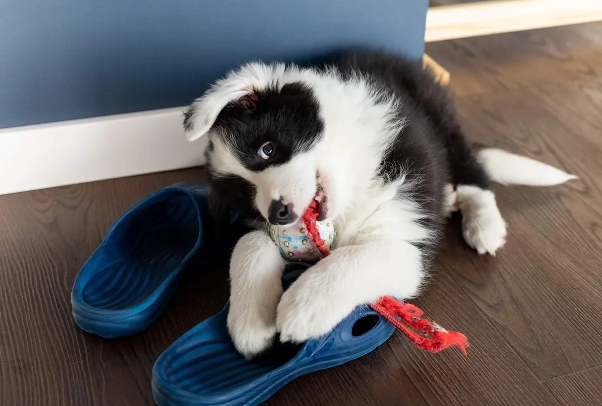 Destructive Chewing in Dogs: Causes, Solutions, and Training Tips
