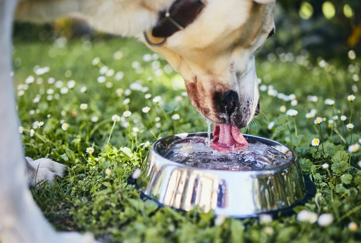 Why Is My Dog Drinking So Much Water? Causes and Warning Signs