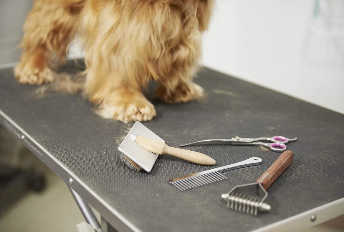 The Truth About Shaving Your Dog's Coat in Summer