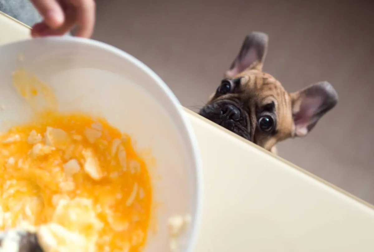 Can Dogs Eat Eggs? Benefits, Risks, and Safe Serving Tips