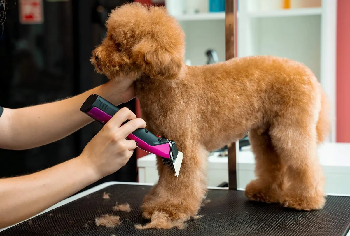 Groomer clipping fur on an apricot Maltipoo puppy with professional clippers