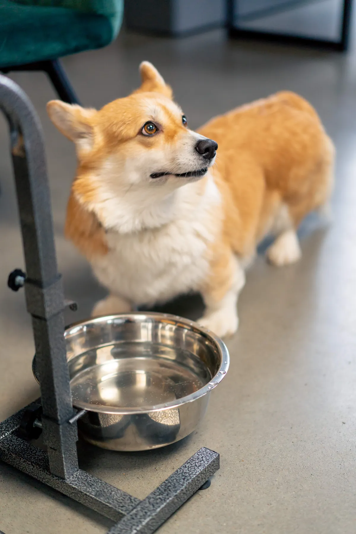 Why Is My Dog Drinking So Much Water? Causes and Warning Signs