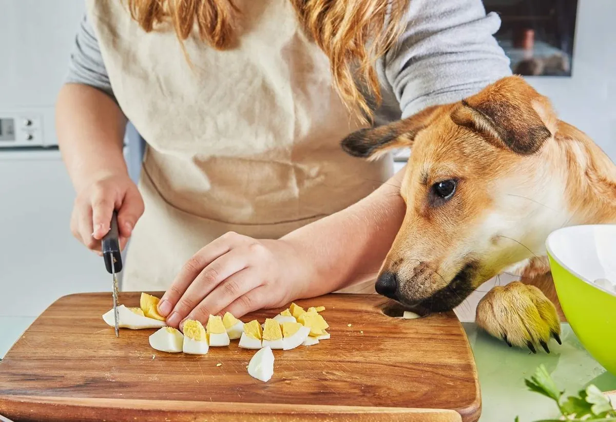 Can Dogs Eat Eggs? Benefits, Risks, and Safe Serving Tips