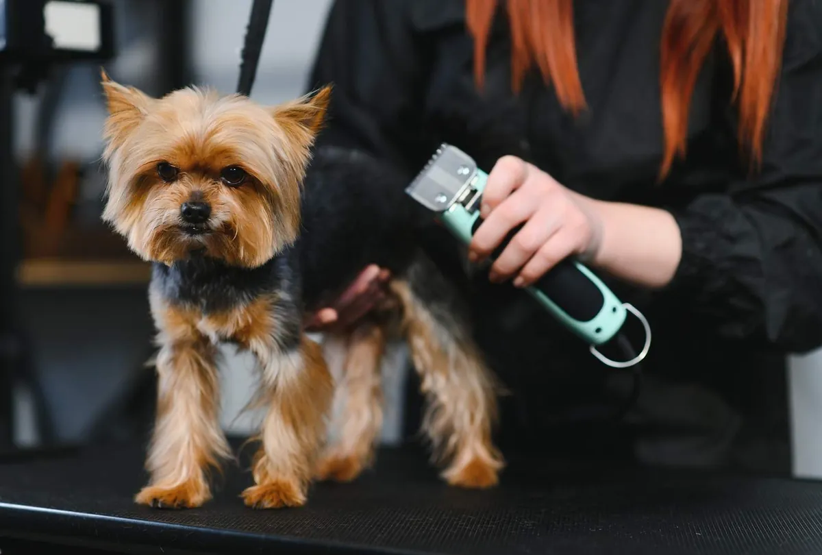 The Truth About Shaving Your Dog’s Coat in Summer
