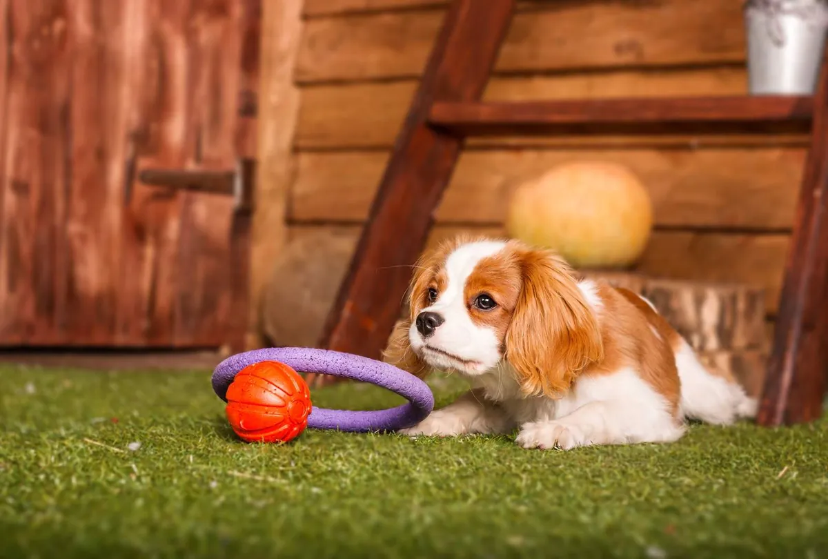 What Age Can Puppies Go to Daycare?