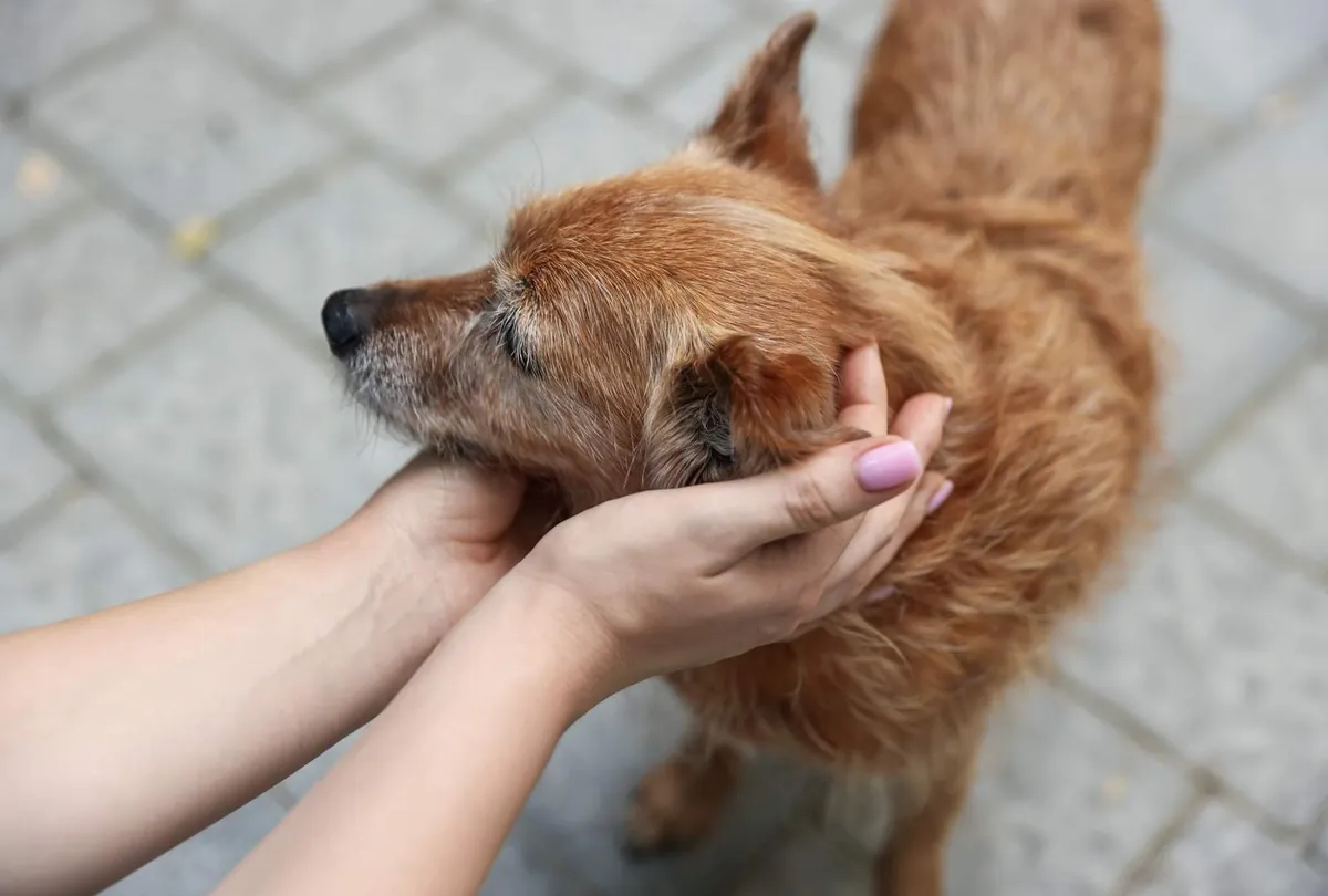 Hair Loss in Dogs: Understanding the Causes and Symptoms