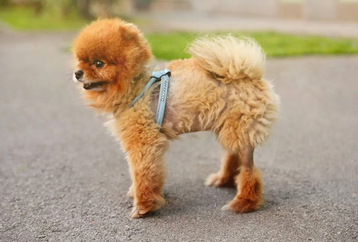 Hair Loss in Dogs: Understanding the Causes and Symptoms