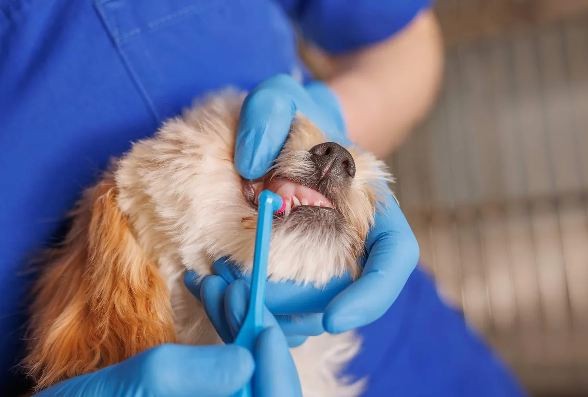 Professional Dog Dental Cleaning: When and Why It’s Needed