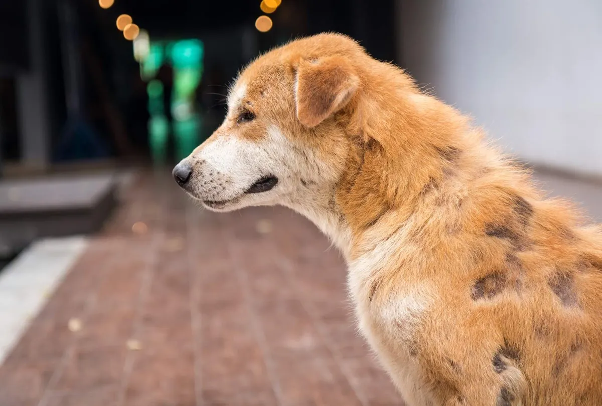 Hair Loss in Dogs: Understanding the Causes and Symptoms