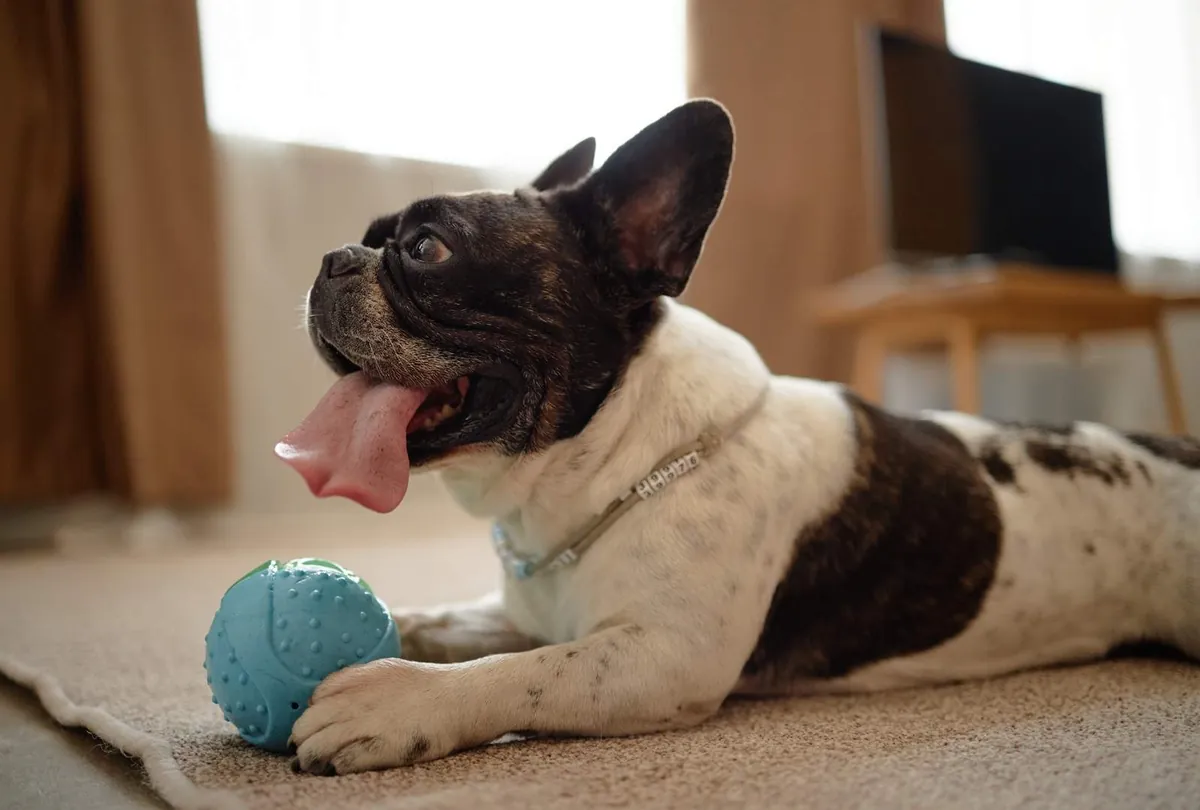 Dog Panting Explained: Normal vs. Excessive Panting