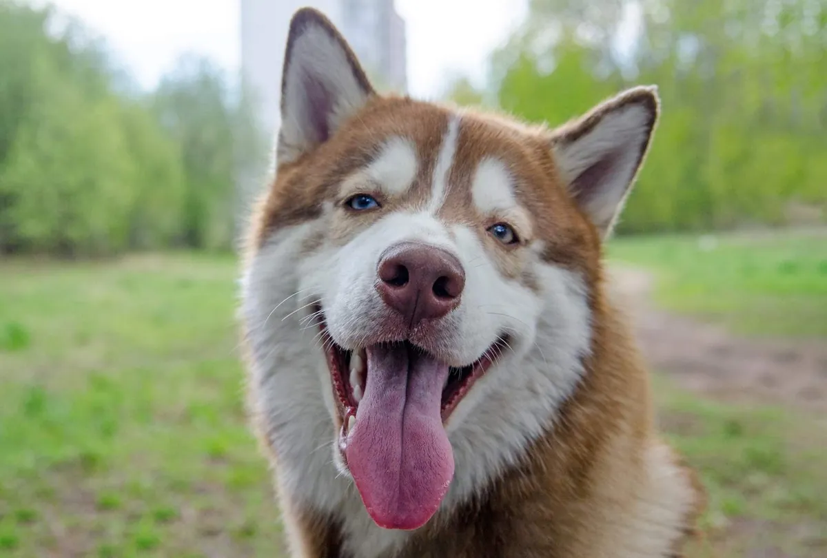Dog Panting Explained: Normal vs. Excessive Panting