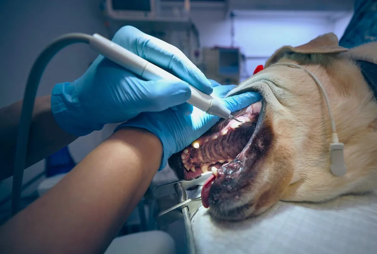 Professional Dog Dental Cleaning: When and Why It's Needed