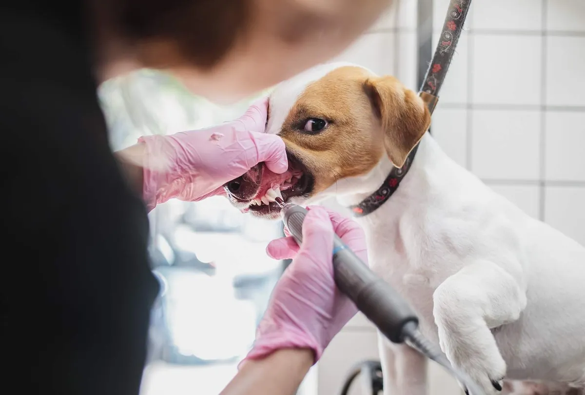 Professional Dog Dental Cleaning: When and Why It's Needed