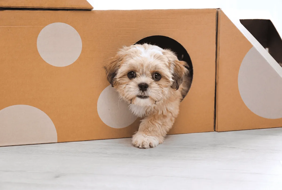 Cream and tan Shih Tzu puppy peeking out of a brown cardboard box indoors