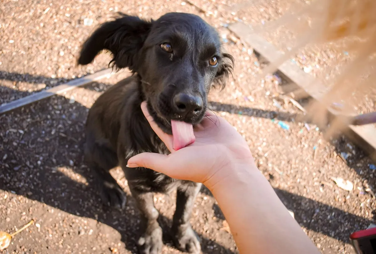 Black dog with tongue out licking a person's hand on sandy beach ground