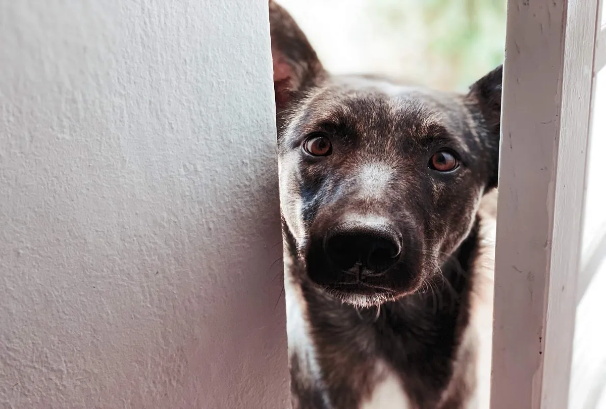 Indoor Exercise for Dogs: 9 Ways to Keep Your Dog Active