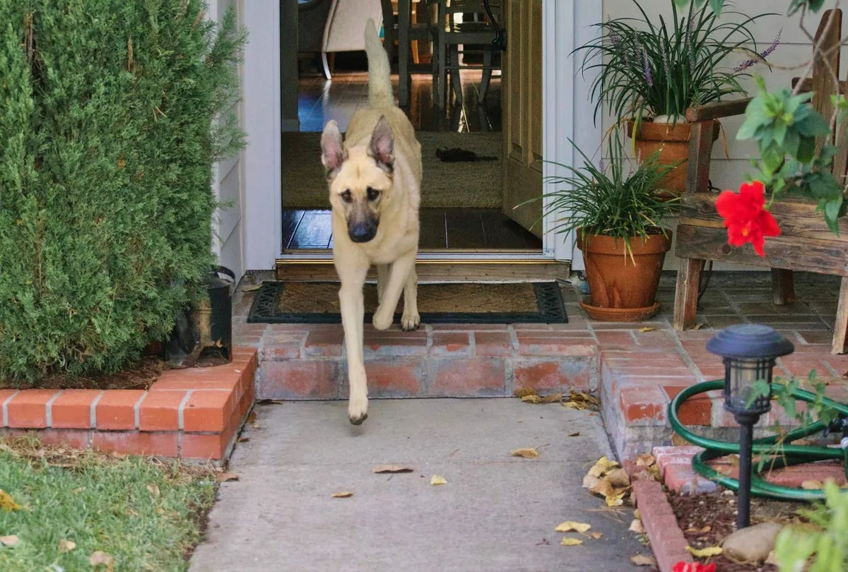 Why Do Dogs Run Away? 7 Common Reasons and How to Prevent It