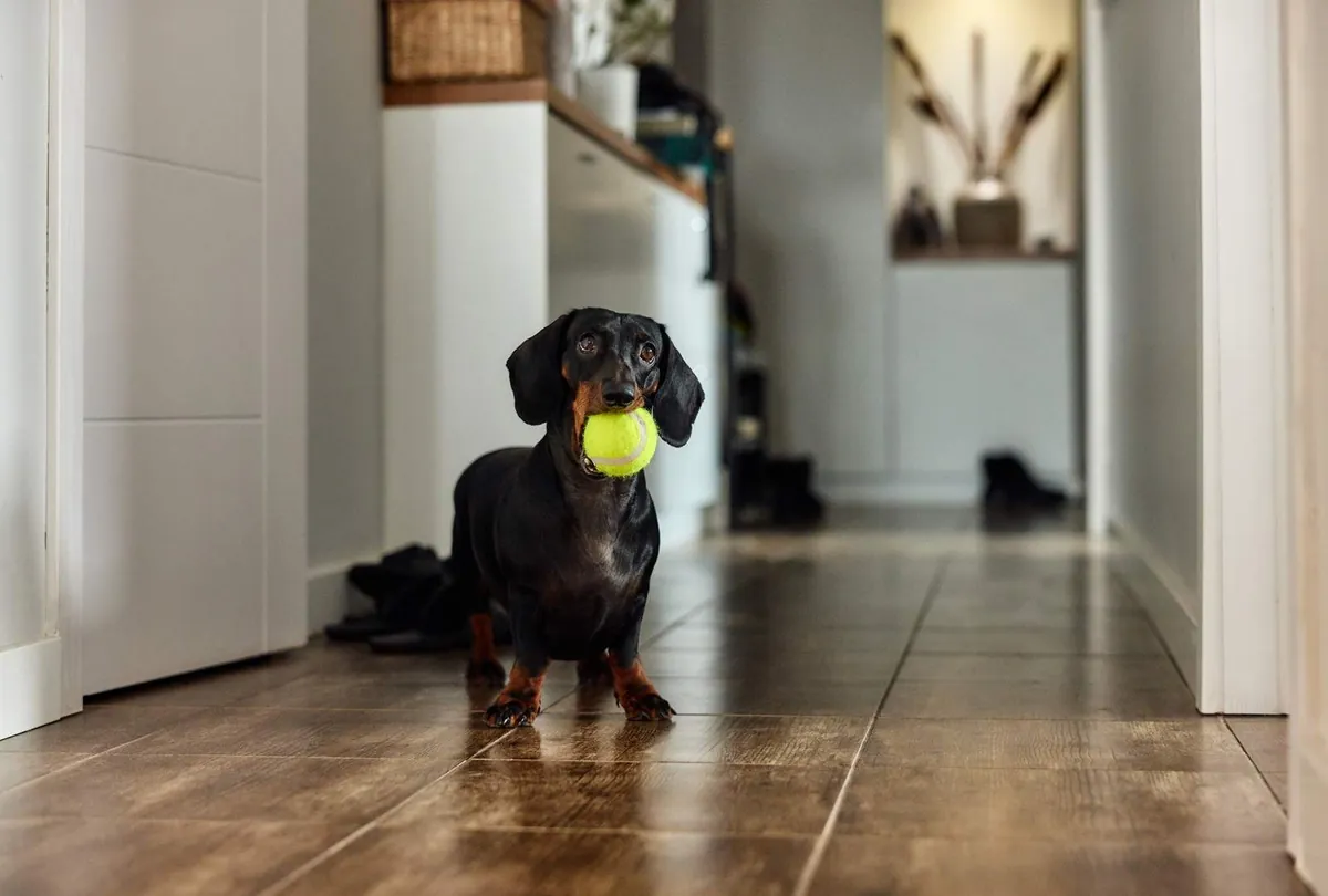 Black Dachshund carrying a yellow tennis ball in a home hallway