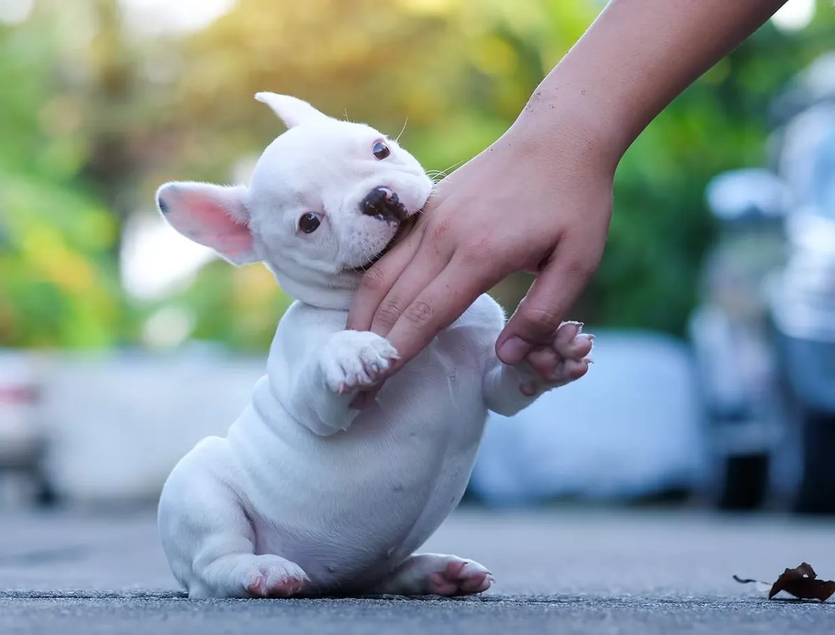 Puppy Teething and Biting: Why Puppies Chew Everything
