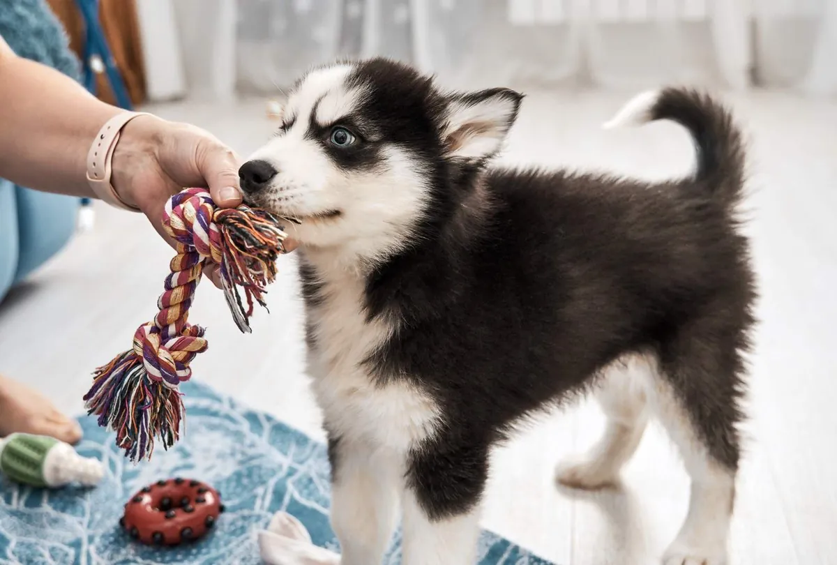 Puppy Teething and Biting