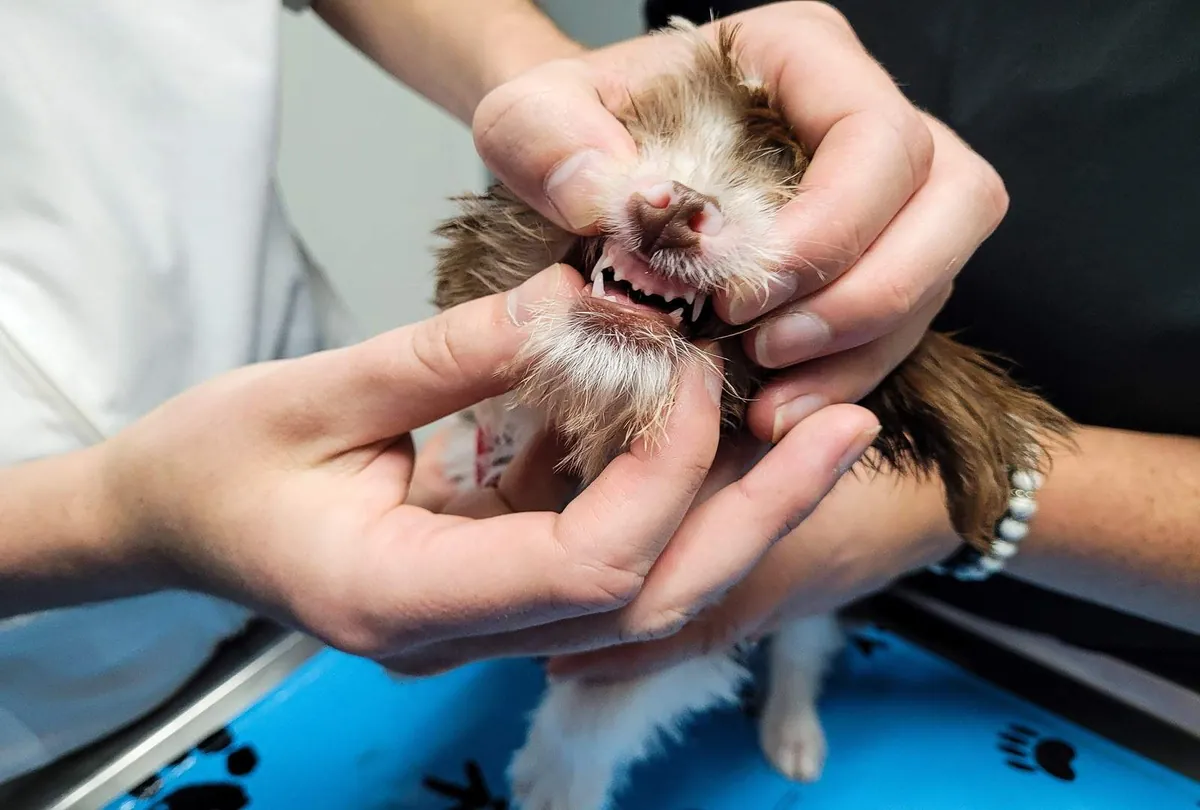 Small brown puppy being examined by a veterinarian showing baby teeth