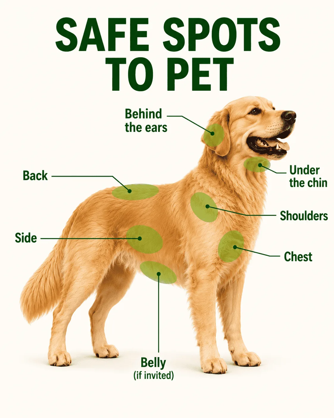 Infographic showing safe spots to pet a dog including ears, chin, and back
